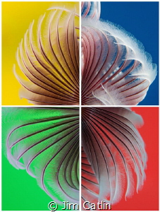 'Colour Wheel' - 4 different images, 4 different backgrou... by Jim Catlin 